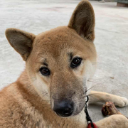 yongheng的个人资料头像