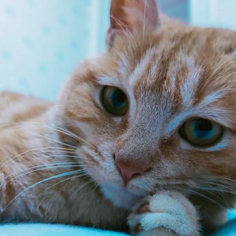 凤凰城下的小码农于2020-04-11 11:11发布的图片