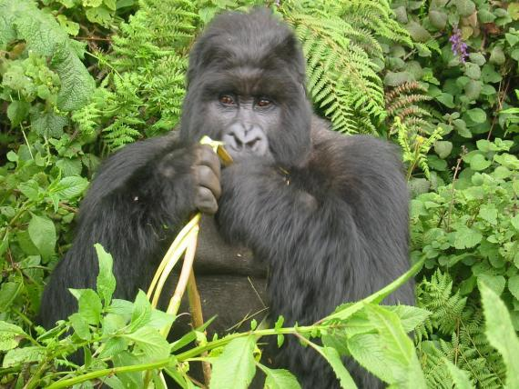 大猩猩吃香蕉