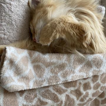 程序员和他的猫于2020-04-16 17:46发布的图片