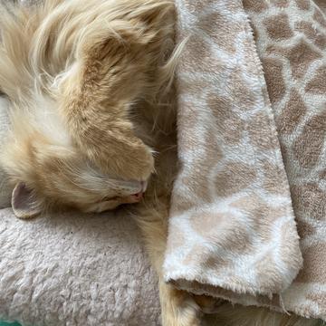 程序员和他的猫于2020-04-16 17:46发布的图片