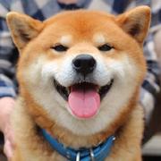 柴犬本柴的个人资料头像