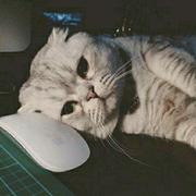 荼靡的个人资料头像