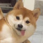 苦逼哈哈的个人资料头像