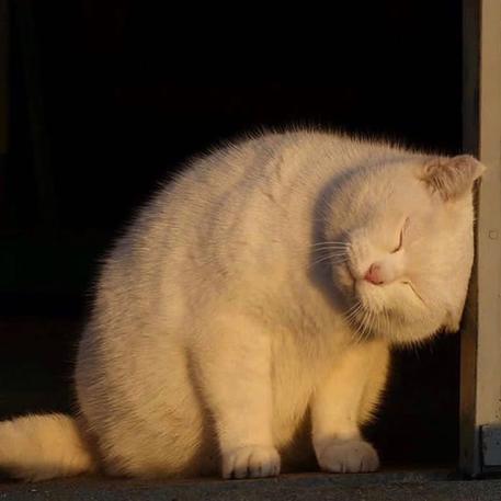 luyaopai于2020-04-17 20:37发布的图片