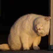 luyaopai的个人资料头像