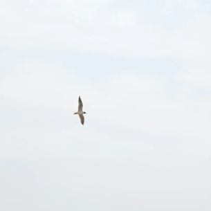 MisterBlank于2020-04-18 10:27发布的图片