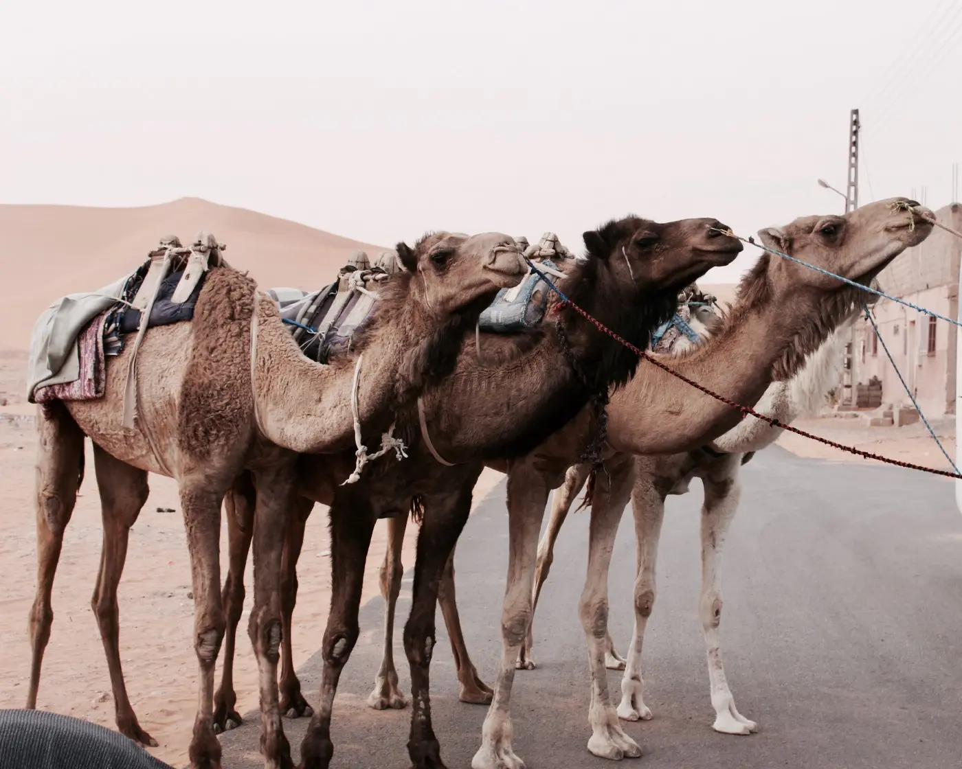 “three camels standing on street” by Lombe Kabaso on Unsplash