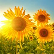 Y哥不慌的个人资料头像