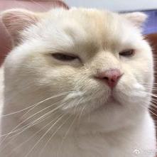 前端小豆于2020-04-20 09:42发布的图片