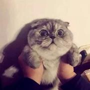 Kobe24的个人资料头像