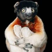 长毛闰土的个人资料头像