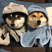 hdiebk的个人资料头像