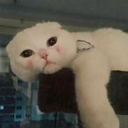 悲伤的猪大肠的个人资料头像