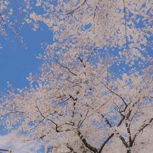 xxxL于2020-04-27 09:04发布的图片