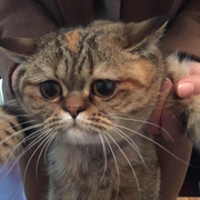 林小辉的个人资料头像