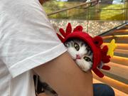 Pengrf的个人资料头像