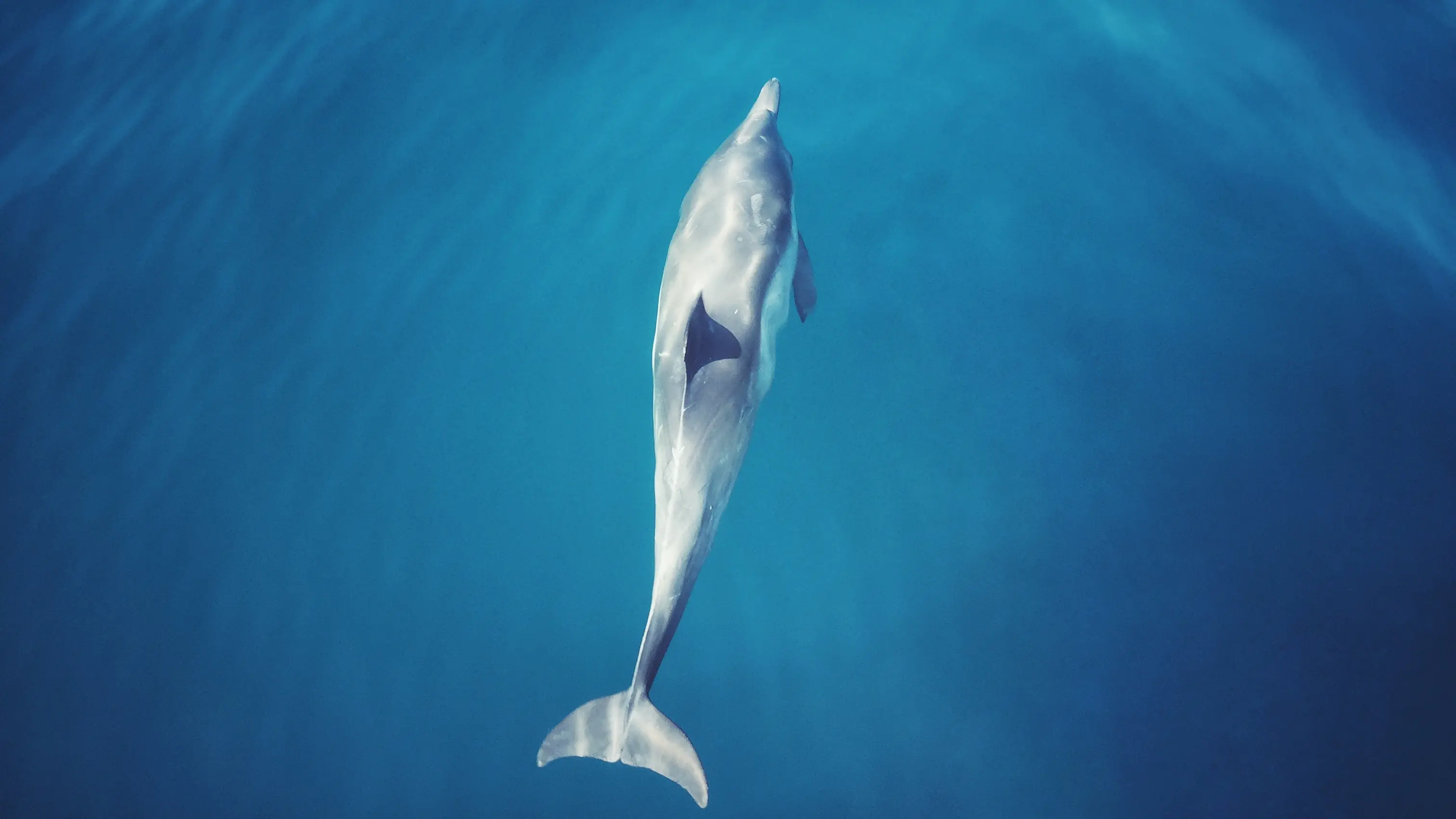 Get the dolphin up to speed — Photo by [JIMMY ZHANG](https://blog-private.oss-cn-shanghai.aliyuncs.com/20200402002543.jpeg) on [Unsplash](https://unsplash.com/?utm_source=unsplash&utm_medium=referral&utm_content=creditCopyText)