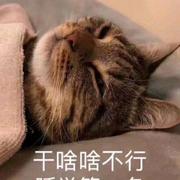 傲慢的小菜鸡的个人资料头像