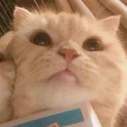 koala6的个人资料头像