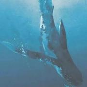 _小确幸的个人资料头像