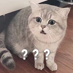 小肥鸭于2020-05-14 12:08发布的图片