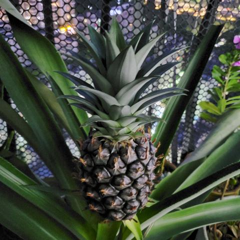 林子歌于2020-05-16 21:46发布的图片