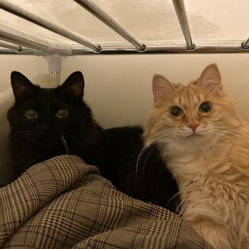 程序员和他的猫于2020-05-16 22:50发布的图片