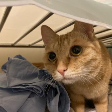 程序员和他的猫于2020-05-16 22:50发布的图片