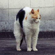 Ren7的个人资料头像