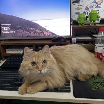 程序员和他的猫于2020-05-02 23:08发布的图片