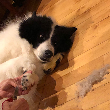 枕着拖鞋剪joi毛