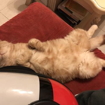 前端劝退师于2020-05-21 00:40发布的图片