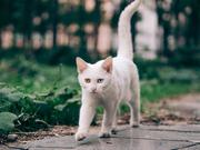 Wizzeng的个人资料头像