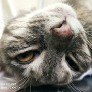 芝麻糊饲养员的个人资料头像