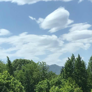 倒挂垂杨柳的个人资料头像