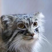 pddpd的个人资料头像