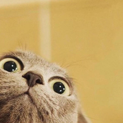 橙子cjw的个人资料头像