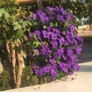 Drea_cc的个人资料头像