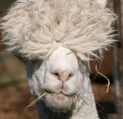 胡周的个人资料头像