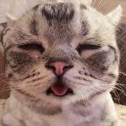 锦鲤一号的个人资料头像