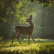 czhen92的个人资料头像