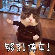 薛定猫想吃鳄的个人资料头像