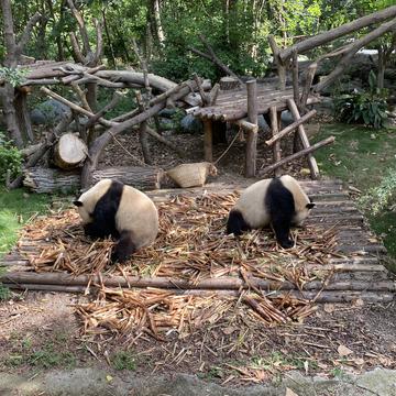本王今年八岁于2020-06-10 14:47发布的图片