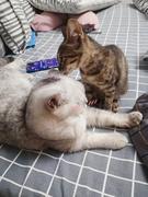 外星人放风筝的个人资料头像