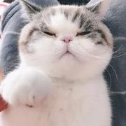 爱摸鱼的猫的个人资料头像