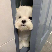 嗝嗝以嗝以嗝嗝的个人资料头像