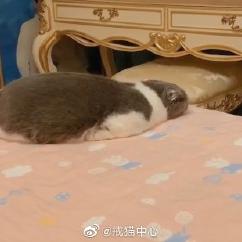 喵秒喵于2020-06-17 14:54发布的图片