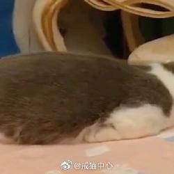 喵秒喵于2020-06-17 14:54发布的图片