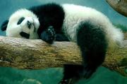 熊猫夏天的个人资料头像